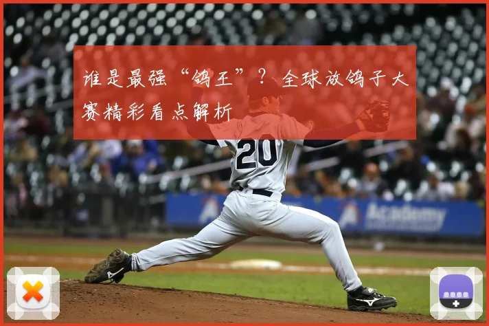 谁是最强“鸽王”？全球放鸽子大赛精彩看点解析